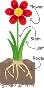 Parts of Flower