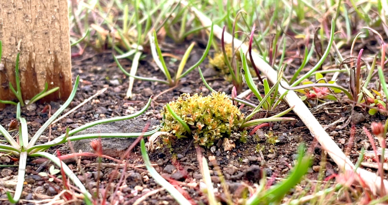 Round-leaved bryum has been translocated to Scottish Water's North Third and Loch Coulter reservoirs