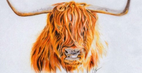Thank You Card from Customer Artistic illustration of Highland Cow on Thank You Card